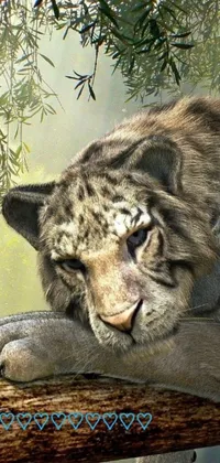This phone live wallpaper features a close-up of a grayish tiger resting on a tree branch