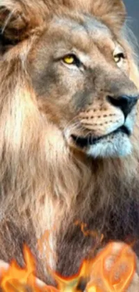 This <a href="/">phone live wallpaper</a> showcases a captivating lion close-up with fiery colors on its face