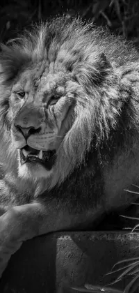 This phone live wallpaper features a detailed black and white photo of a fierce lion, taken with a Sony Alpha 9 camera