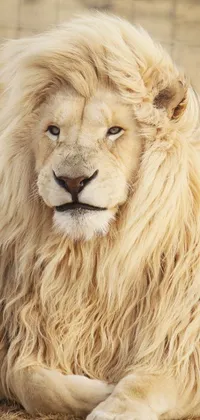 This lion live wallpaper depics a majestic lion lying down in the dirt on a savannah landscape