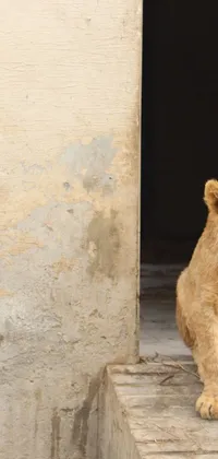 This unique phone live wallpaper showcases an adorable lion cub sitting on the steps of a grand building while being watched over by an Arab man