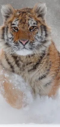 This phone live wallpaper depicts a captivating image of a tiger in the snow, captured in stunning detail