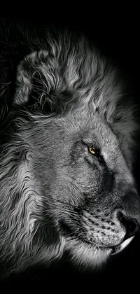 This black and white lion live wallpaper showcases a stunning portrait of a majestic lion with a flowing mane and piercing eyes