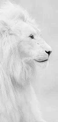 This stunning phone live wallpaper features a captivating black and white photo of a regal white lion
