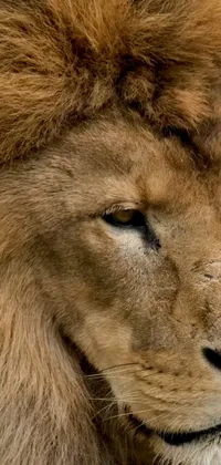 This phone live wallpaper features a close-up of a lion's fierce face with a blurred background, adding depth to the portrayal