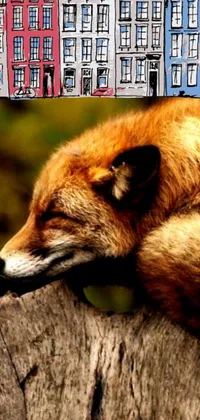 Carnivore Snout Fox Live Wallpaper