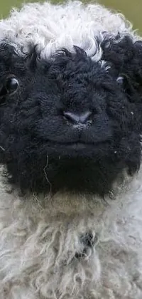 This live phone wallpaper features a captivating close-up of a black and white sheep