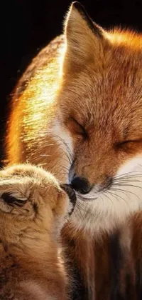 This lively phone wallpaper showcases a heartwarming image of a mom and baby fox sharing a loving kiss