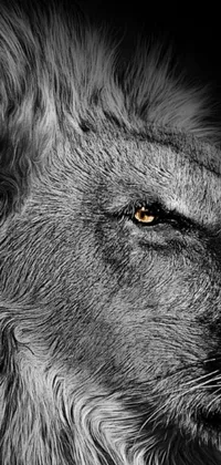 Enjoy a stunning live phone wallpaper that showcases a black and white photograph of a lion's face, popular on Pixabay, featuring golden eyes and a strong profile