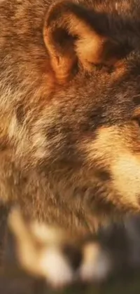 Looking for a stunning and ultra-realistic live wallpaper for your phone? Look no further than this breathtaking close-up of a majestic wolf, featuring a detailed rendering and photorealistic texture