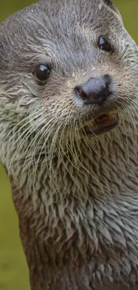 Carnivore Snout Whiskers Live Wallpaper