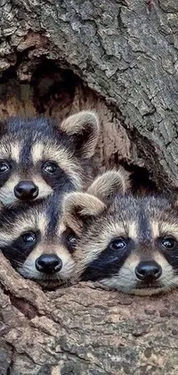 This delightful live wallpaper features three adorable raccoons peeking out of a hole in a tree, set in a photorealistic and scenic natural landscape
