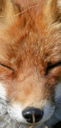 This phone live wallpaper showcases stunning close-up portraits of a peaceful sleeping fox, a regal duke, and a detailed facial close-up with emphasis on the nose