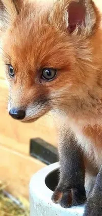 This stunning phone live wallpaper showcases an ultra-realistic rendering of a cute baby fox sitting on a cement container