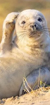 This enchanting live phone wallpaper features a sweet baby seal resting on a sandy beach