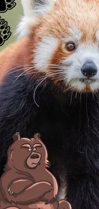 This live phone wallpaper depicts a cute red panda standing beside a friendly-looking brown bear in a natural setting