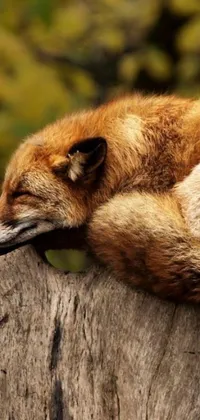 Get captivated by the beauty of nature with this stunning phone live wallpaper featuring a close-up of a sleeping fox on a tree stump