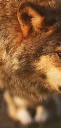 This phone live wallpaper showcases a breathtaking close-up of a wolf with a stunningly realistic depiction of its fur and facial features