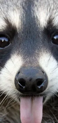 This phone live wallpaper features a cute close-up of a raccoon sticking out its tongue, inspired by an artist and sourced from Reddit
