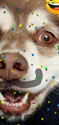 Carnivore Snout Whiskers Live Wallpaper