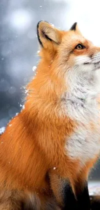 This realistic live wallpaper features a stunning red fox sitting in a snowy landscape