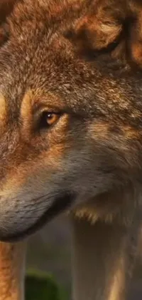 Looking for a stunning live wallpaper for your phone? Check out this incredible photorealistic image of a wolf, shot from a still in a nature documentary