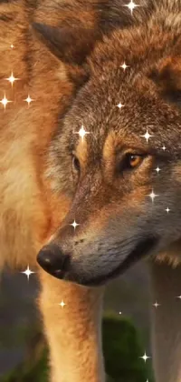This wolf live wallpaper showcases a stunning close-up of a wild wolf with stars in the background