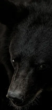 Carnivore Snout Whiskers Live Wallpaper