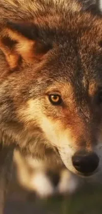 This phone live wallpaper features a realistic depiction of a wolf in intense detail