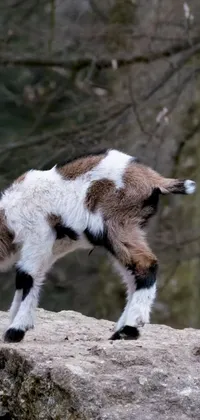 This phone live wallpaper features a baby goat standing confidently atop a rocky terrain