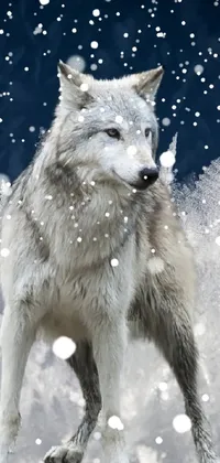 Carnivore Snow Dog Breed Live Wallpaper