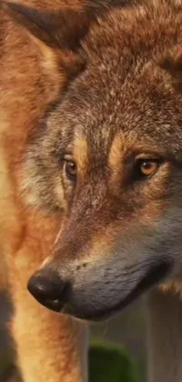 This phone live wallpaper showcases a stunning close-up of a photorealistic wolf against a blurred background, shot during golden hour