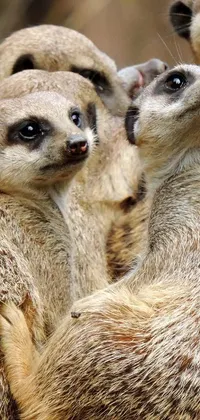 This phone live wallpaper showcases a group of meerkats captured in ultra-detail in a natural landscape