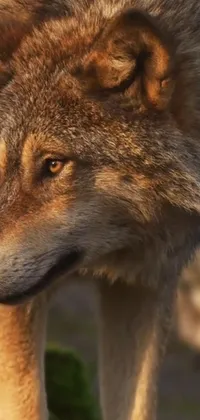 Carnivore Terrestrial Animal Wolf Live Wallpaper