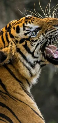 Carnivore Whiskers Bengal Tiger Live Wallpaper