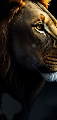 Carnivore Whiskers Big Cats Live Wallpaper