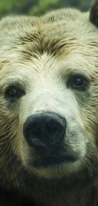 This phone live wallpaper features a photorealistic depiction of a bear's face set against a forest backdrop