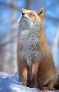 Carnivore Whiskers Fawn Live Wallpaper