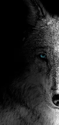 Lone on sale wolf wallpaper