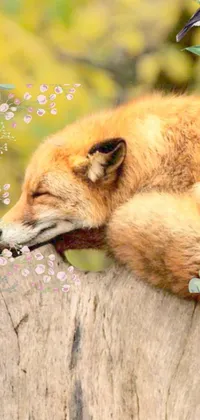 Get lost in the serene beauty of our fox live wallpaper! With lush foliage and a gold background, this wallpaper captures the essence of nature