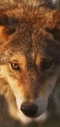 Get mesmerized by the intricate details of this wolf phone live wallpaper