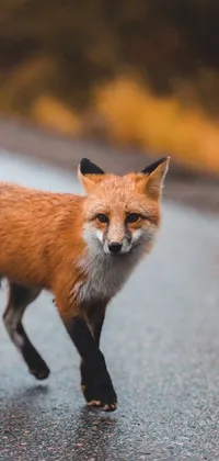 This mobile live wallpaper depicts a striking red fox traversing a wet road