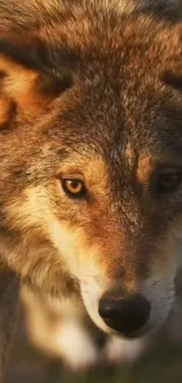This dynamic phone live wallpaper showcases a mesmerizing close-up image of a wolf