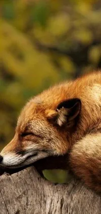 Looking for a stunning live wallpaper for your phone? Look no further than this beautiful brown fox sleeping on a tree stump with lush green foliage surrounding it