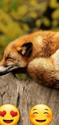 This live wallpaper features a sleeping fox on a tree stump, rendered in realistic detail