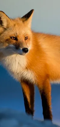 Red Fox Carnivore Fox Live Wallpaper - free download