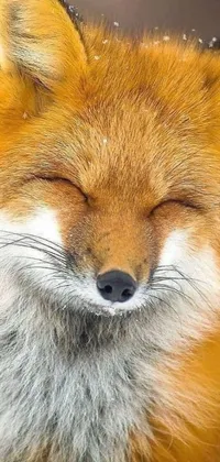 This live phone wallpaper showcases a stunning close-up photograph of a red fox in its snow-filled natural habitat