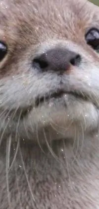 This live wallpaper for mobile phones features a close-up of an otter, with a small mustache and a variety of expressions