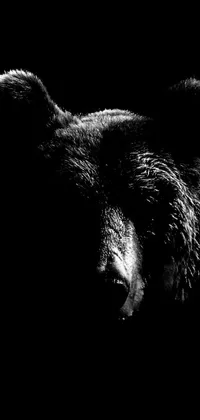 Looking for a striking live wallpaper? Behold this black and white 8k hyperrealism portrait of a brown bear by Mirko Rački! The high contrast design with intense details on the bear's fur and unique facial expression is set against a dark background to create a dramatic impact