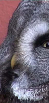 Elevate your phone's background with this magnificent close-up owl live wallpaper